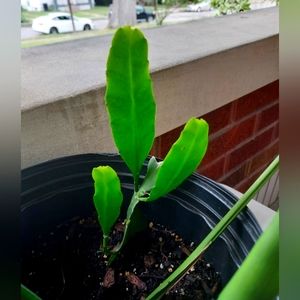 Queen of the Night Cactus